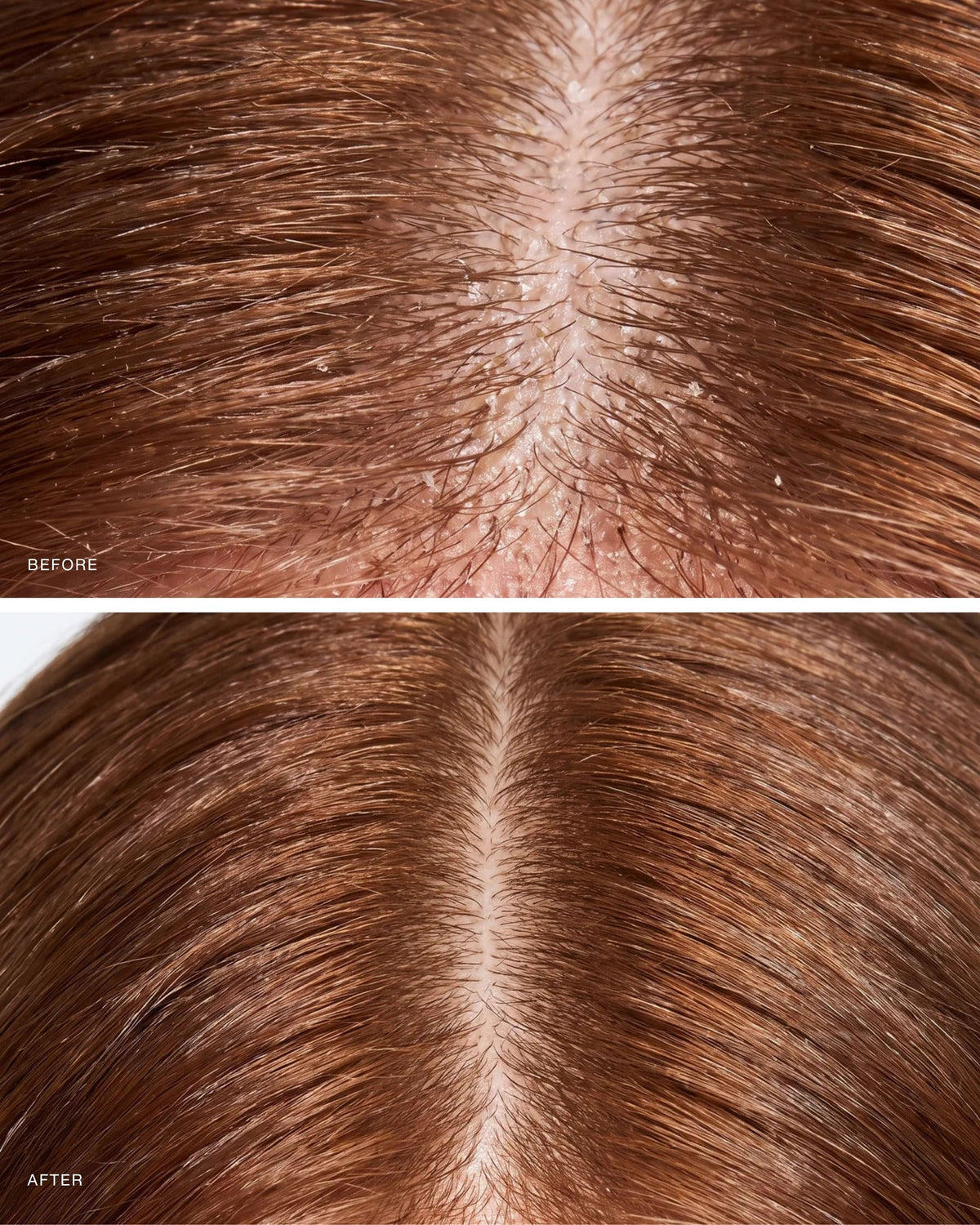 Shea Butter Conditioner